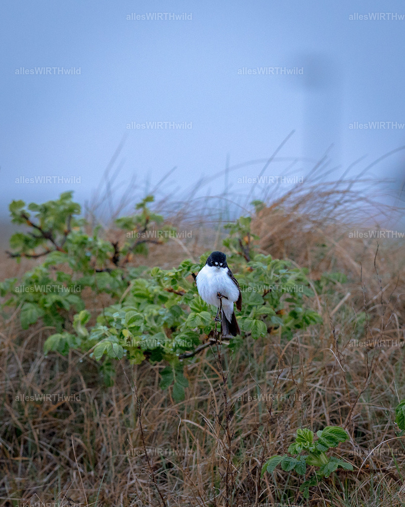 allesWIRTHwild.de - 7IV02247 | Entdecke die faszinierende Welt der Natur- und Wildlife-Fotografie von Daniel und Bärbel. Inspirierende Bilder von wilden Tieren und kleinen Naturwundern.