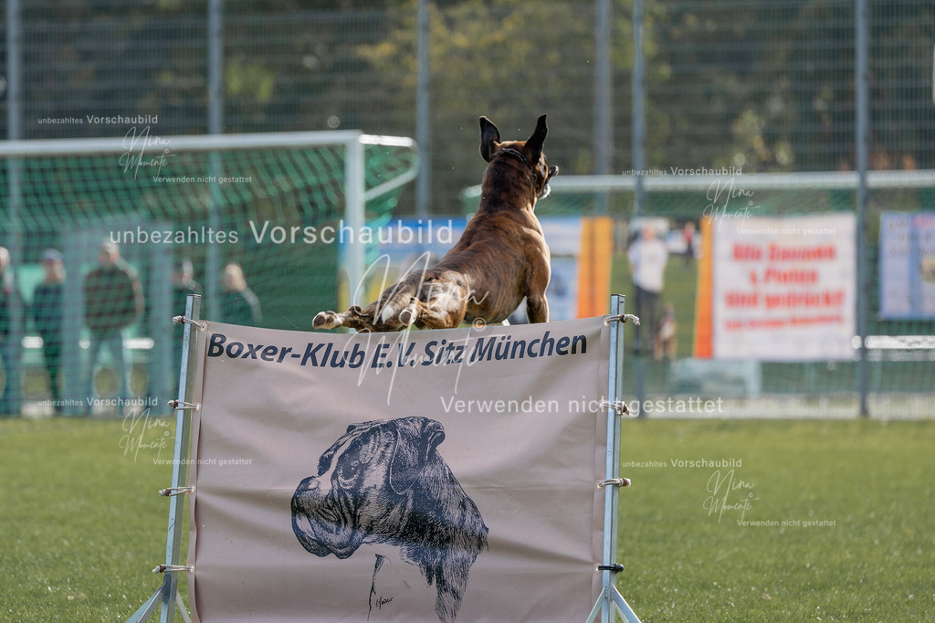 _16A5309 | Einzigartige Fotos von Hunden & Menschen –Actionfotos, Portraits, Vereinsaufnahmen & Paarshootings – authentisch, lebendig & mit Herz.