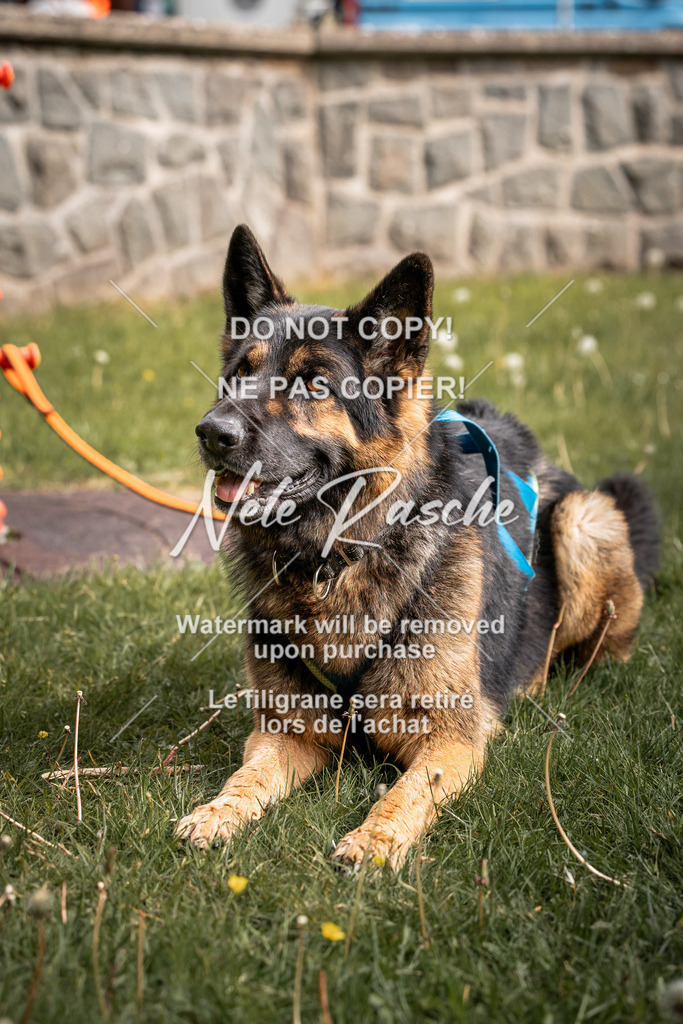 nelerasche_SaAbends_79 | nelerasche