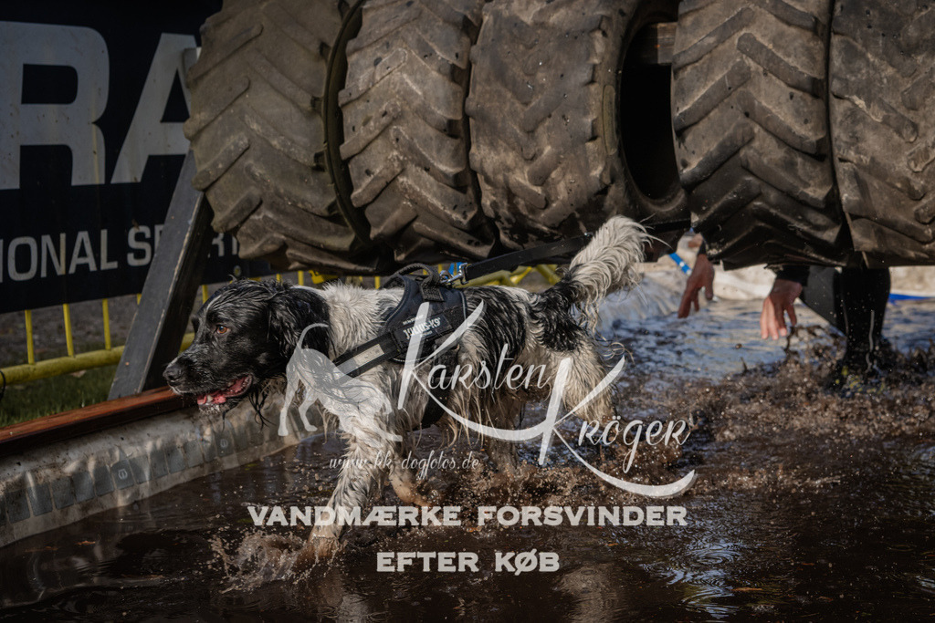 1409_ZZ94073 | kk-dogfotos