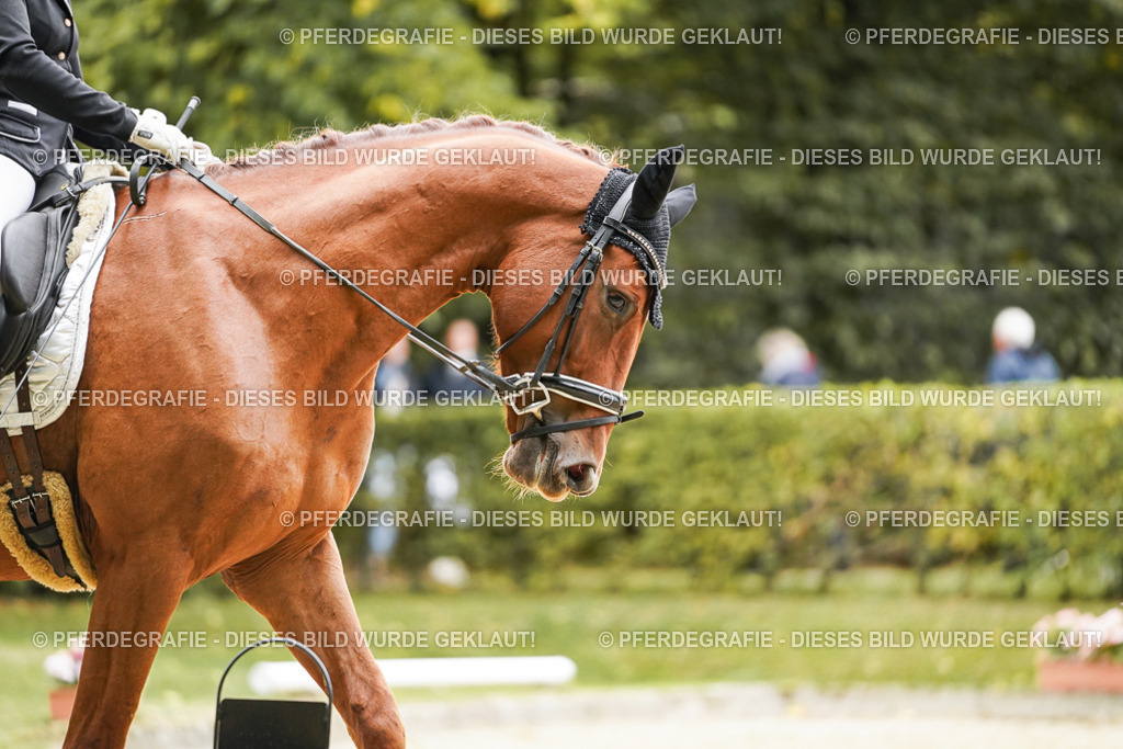 DSC08338 | Pferdegrafie