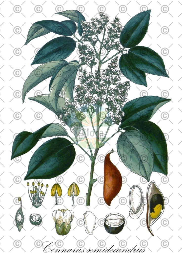 HistAbb_wfo-0000618275_1_ENZY_Simple | Historische Abbildung von Connarus semidecandrus - Connaraceae | Historical Illustration of Connarus semidecandrus - Connaraceae