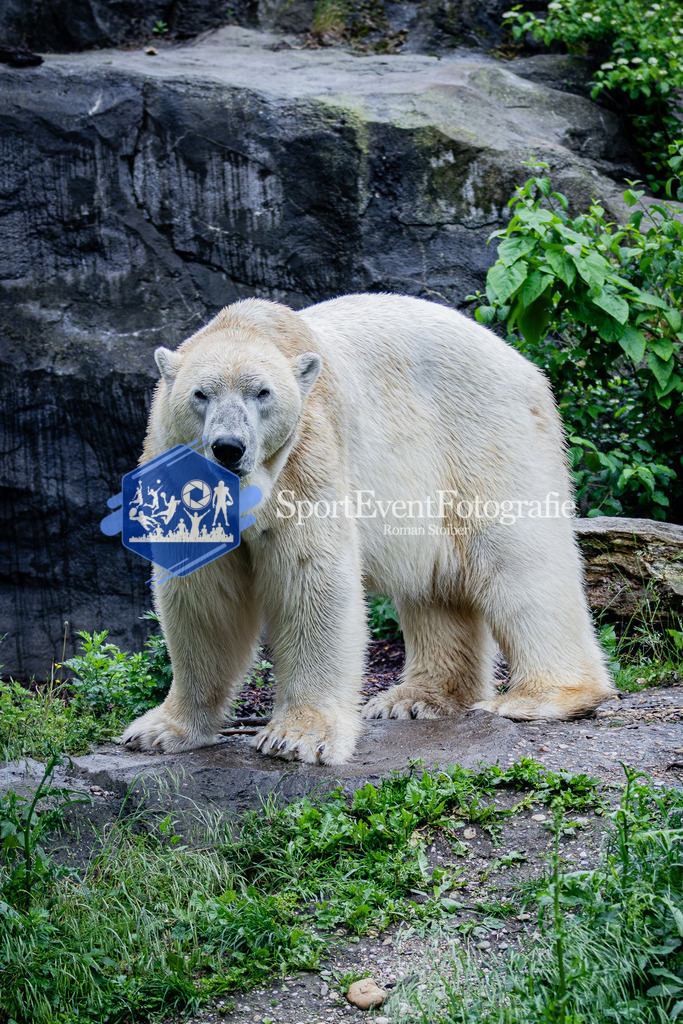 IMG_5907 | SportEventFotografie - Roman Stoiber