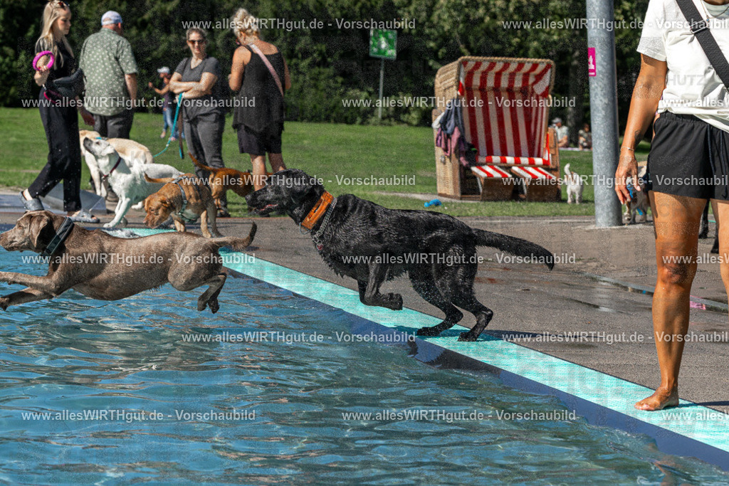 Hundeschwimmen_Volksbad_2026-allesWIRTHgut_Tierfotografie-2609061325-FAY06724 | Professionelle Tierfotografie in Mönchengladbach von Daniel Wirth (allesWIRTHgut). Liebevolle & natürliche Bilder von Hunden & Katzen für unvergessliche Erinnerungen.