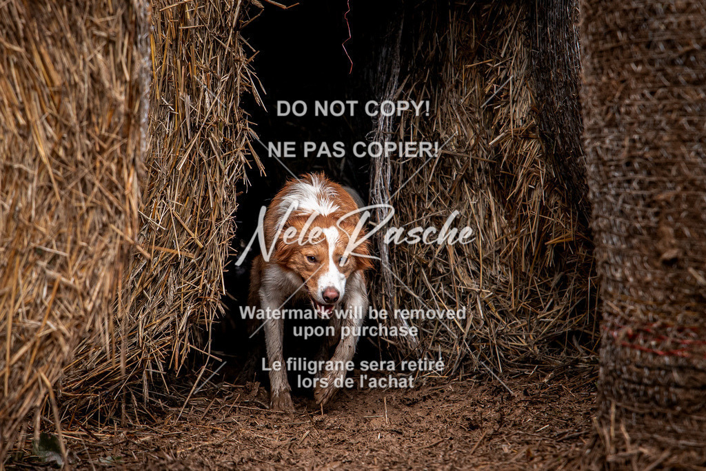 nelerasche_Hunsrück_So09-11_176 | nelerasche