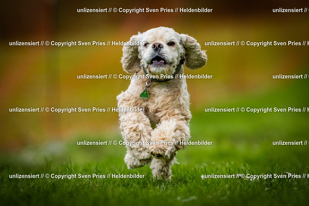 Sven Pries | 2025-04-13 - Hunderennen Baden-Baden - Realisiert mit Pictrs.com