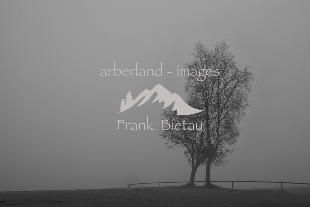 WdW2 002 | Baum im Herbstnebel