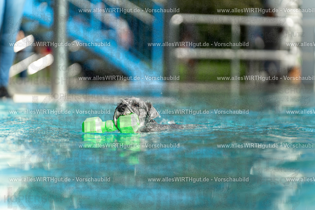 Hundeschwimmen_Volksbad_2026-allesWIRTHgut_Tierfotografie-2609061518-7R501418 | Professionelle Tierfotografie in Mönchengladbach von Daniel Wirth (allesWIRTHgut). Liebevolle & natürliche Bilder von Hunden & Katzen für unvergessliche Erinnerungen.