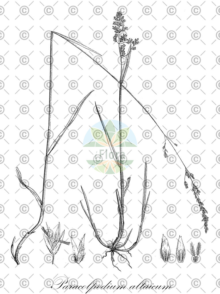 HistAbb_wfo-0000806297_1_ENZY_Simple | Historische Abbildung von Paracolpodium altaicum - Poaceae | Historical Illustration of Paracolpodium altaicum - Poaceae