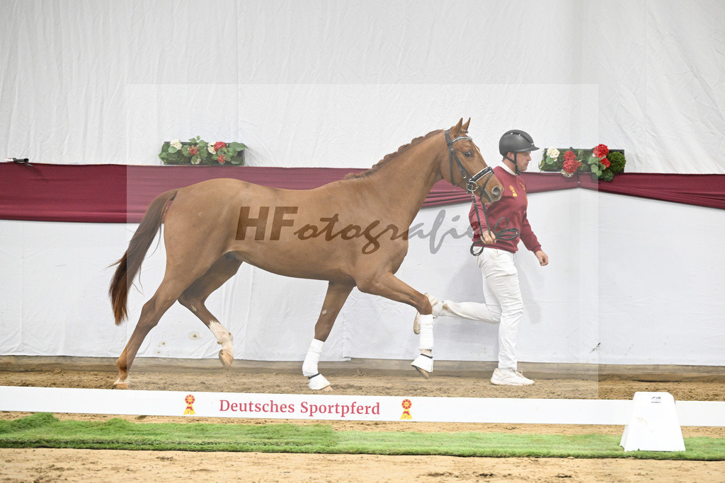 Kat-Nr. 19 My Blue Hors Santiano x Franklin_Denise Meier_47250531 | hf-fotografie - Realisiert mit Pictrs.com