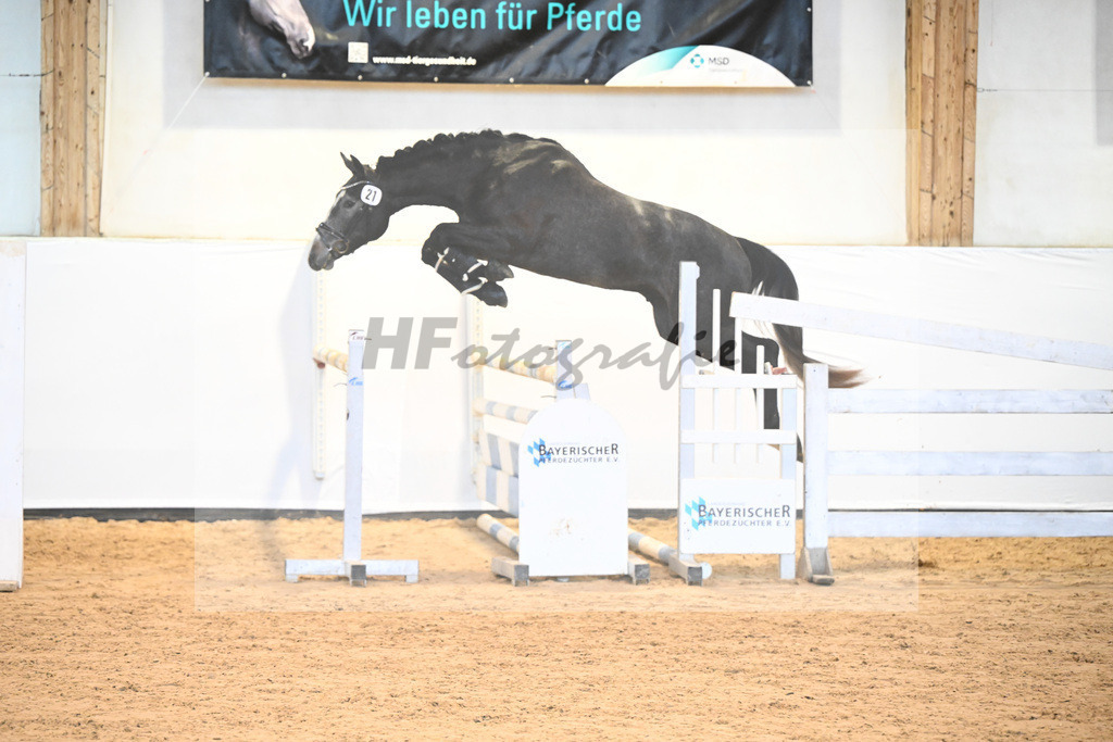 Kat-Nr. 21 v. Hickstead White_Stecher_6241159 | hf-fotografie - Realisiert mit Pictrs.com