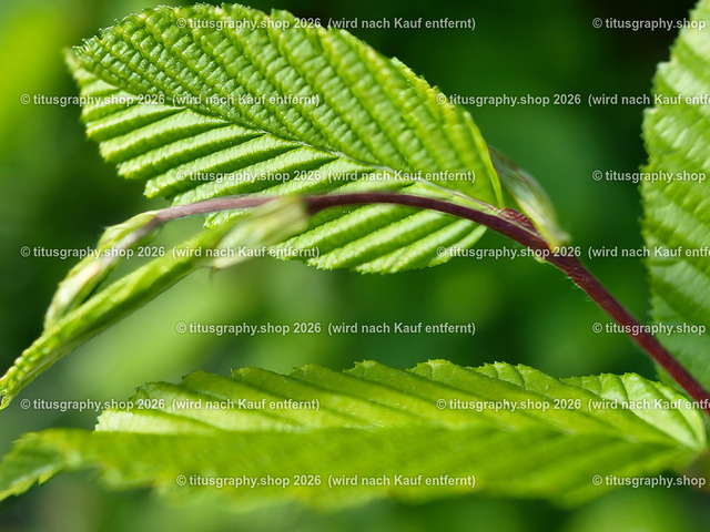 titusgraphy_P4266764-vz-ln | titusgraphy-shop: Geschenkideen mit Qualitätsfotos. titusgraphy-shop: gift ideas with quality photos. titusgraphy-shop: idées cadeaux avec photos de qualité.  - Realisiert mit Pictrs.com