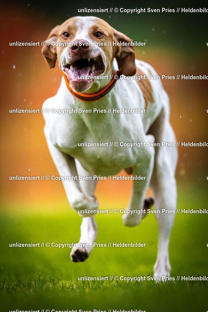 Sven Pries | 2025-09-21 - Hunderennen Baden-Oos - Realisiert mit Pictrs.com