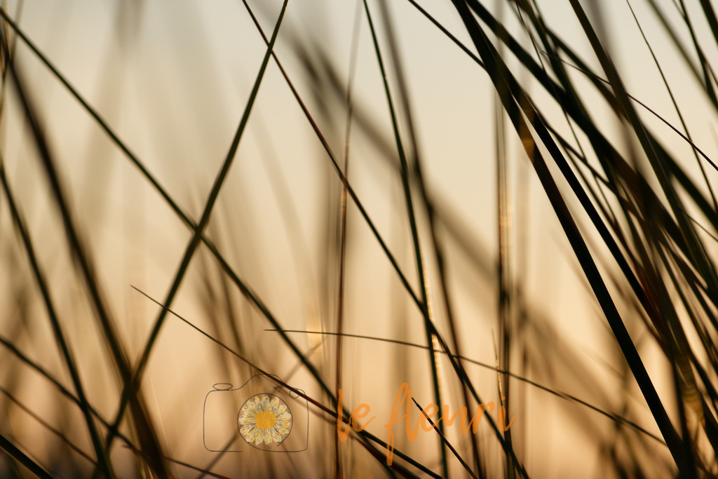 DSC_0102-NEF_DxO_HQ | Dies ist der Shop von Florian Blum - le fleuri. Langenthal, Bern, Schweiz. Sie können hier meine oder ihre eigenen Fotos als Fotoprodukte kaufen. Tassen, Schlüsselanhänger, Taschen etc. können Sie hier gestalten.  - Realisiert mit Pictrs.com