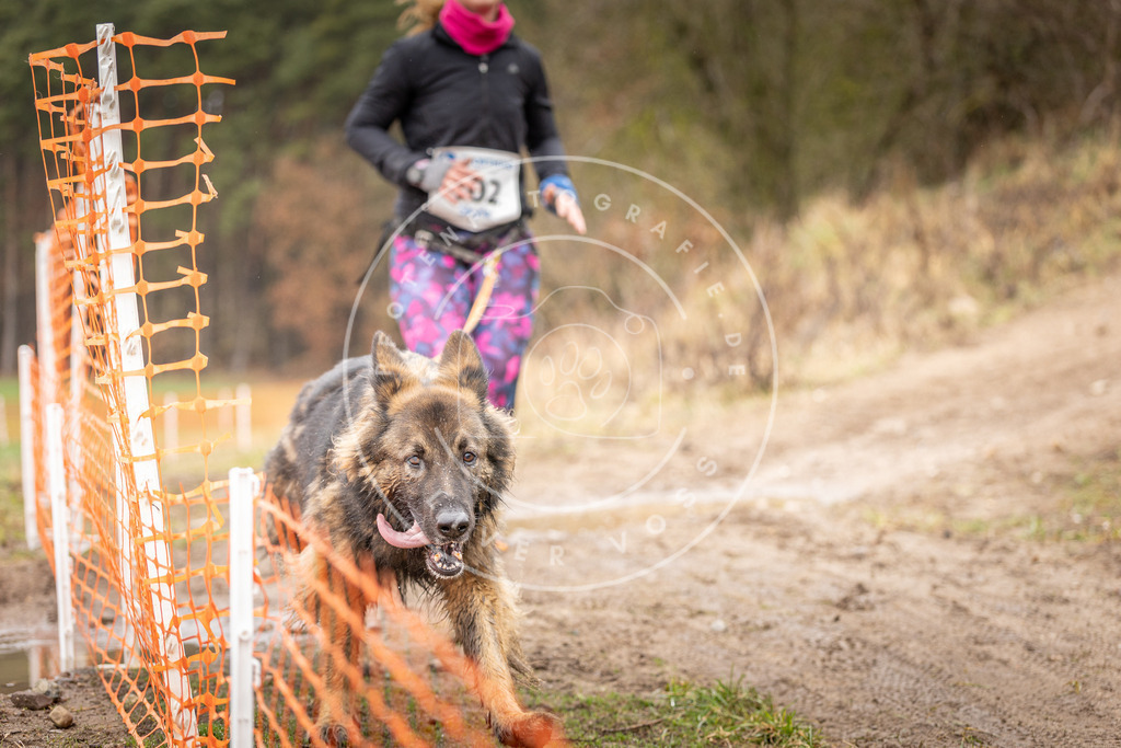 DV3A0592 | Hundefotografie, Tierfotograf, Pfotenfotografie, Fotoshooting Hund, Hunde Portrait, Hundesport, Hundeportraits, Heideshooting, Hunde, Sportfotograf, Hundefotograf, Turnierhundsport, THS,  - Realisiert mit Pictrs.com