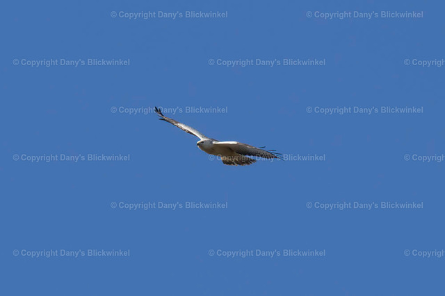 201766 | Tierfotografie, Tierkalender, Tierbilder, Insekten, Spinnen, Vögel, Schmetterling, Libellen, Leinwand, Colorkey, Qualität, Geschenkartikel, Geschenk - Realisiert mit Pictrs.com