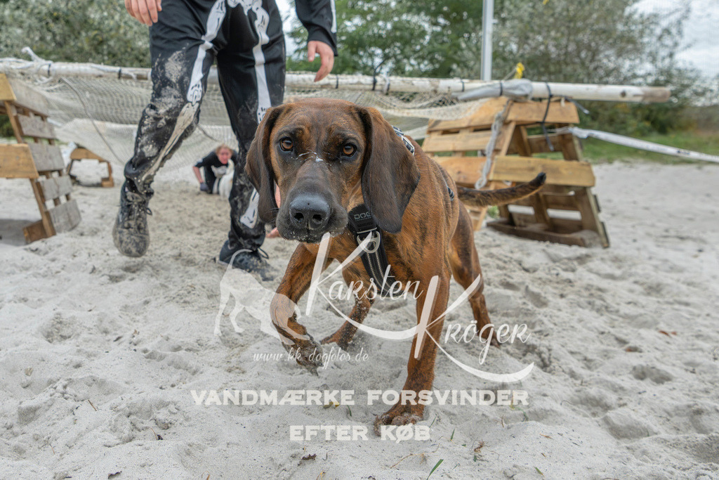 1106_ZZ95394 | kk-dogfotos