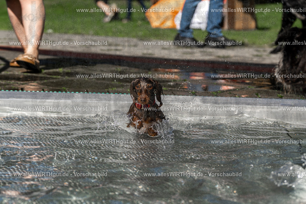Hundeschwimmen_Volksbad_2026-allesWIRTHgut_Tierfotografie-2609061341-FAY06820 | Professionelle Tierfotografie in Mönchengladbach von Daniel Wirth (allesWIRTHgut). Liebevolle & natürliche Bilder von Hunden & Katzen für unvergessliche Erinnerungen.