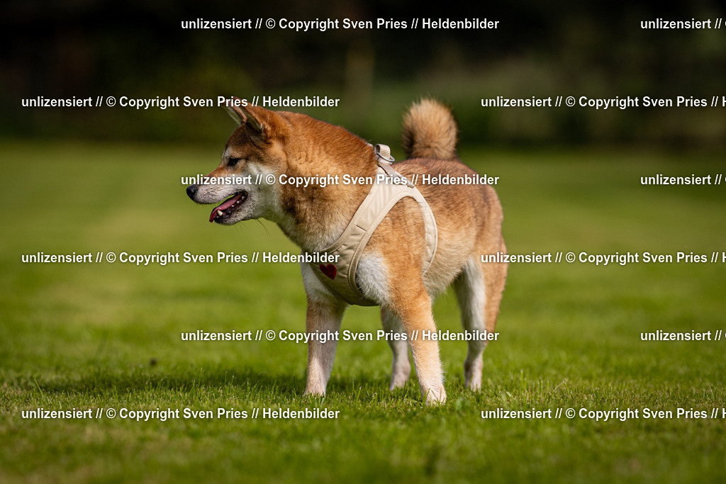 Sven Pries | 2024-09-22 - Hunderennen Baden-BadenPudelverein - Realisiert mit Pictrs.com