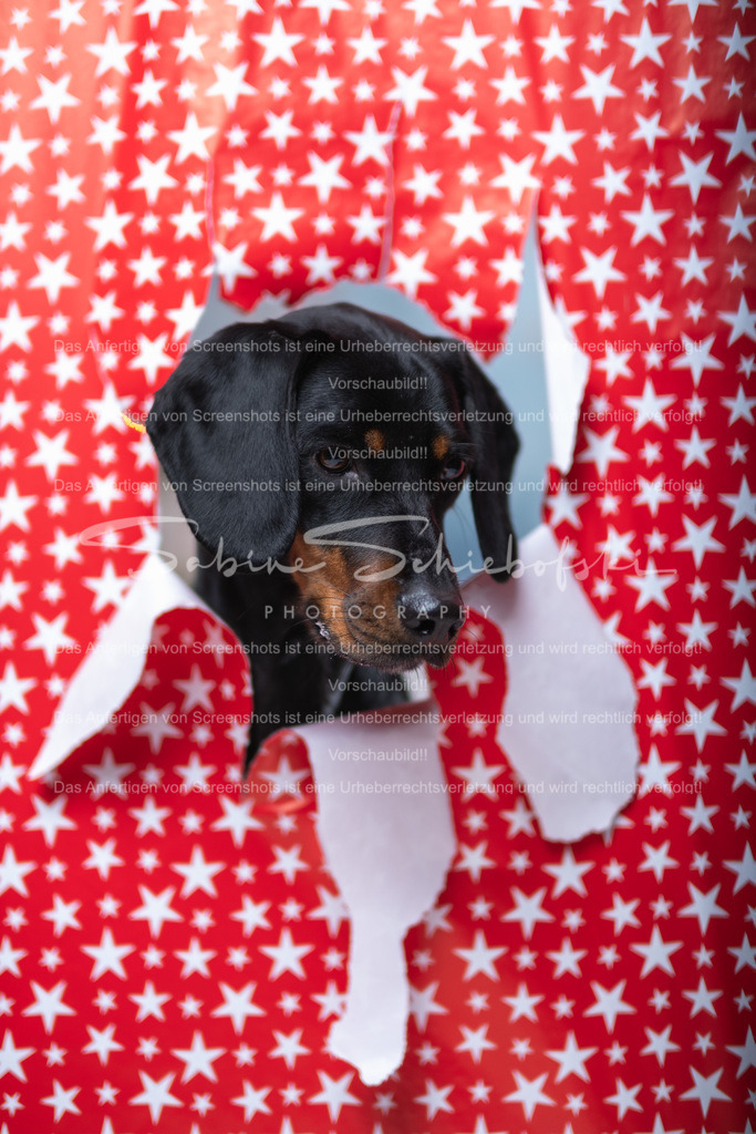 DSCF4405 | People- und Tierfotografie, Imageaufnahmen, Veranstaltungsfotografie und Wandbilder aus der Natur ★ Made in Germany ✔️ Druck + Downloads ✔️ Naturfotografie in Top Qualität ★ schneller Versand, weltweite Lieferung! - Realisiert mit Pictrs.com