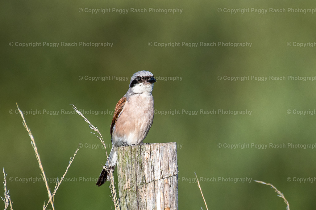 Neuntöter | Neuntöter - Realisiert mit Pictrs.com