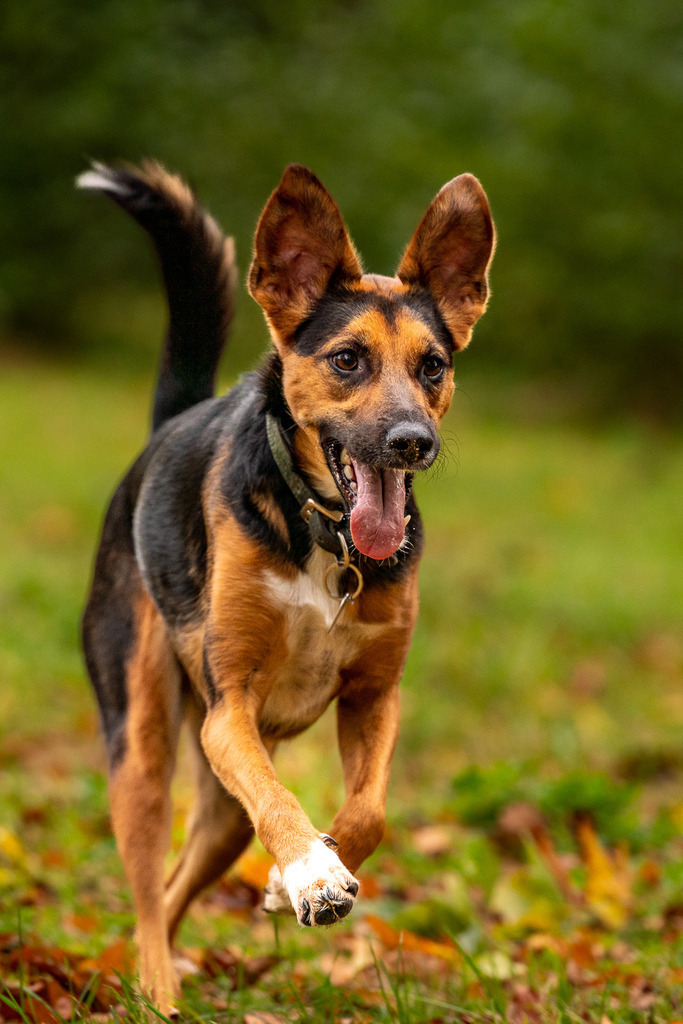 allesWIRTHgut Tierfotografie - 20211023-AWG02039 | Professionelle Tierfotografie in Mönchengladbach von Daniel Wirth (allesWIRTHgut). Liebevolle & natürliche Bilder von Hunden & Katzen für unvergessliche Erinnerungen.