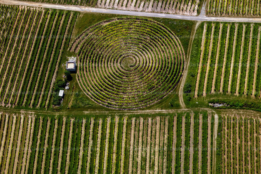 2821068 | Runder Weinberg bei Zellertal im Donnersbergkreis