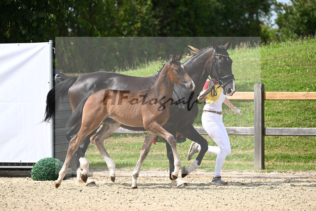 Kat-Nr. 18 HF Secret x Diamond Hit_Soellner_28230356 | hf-fotografie - Realizzato con Pictrs.com