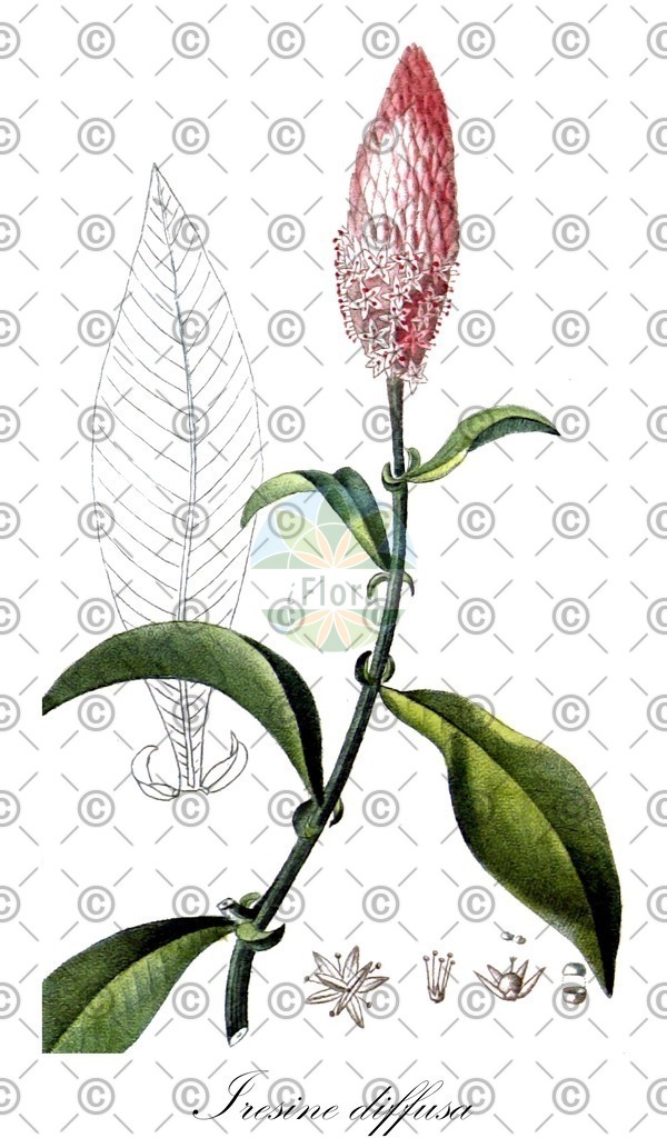 HistAbb_wfo-0000217575_2_ENZY_Simple | Historische Abbildung von Iresine diffusa - Amaranthaceae | Historical Illustration of Iresine diffusa - Amaranthaceae