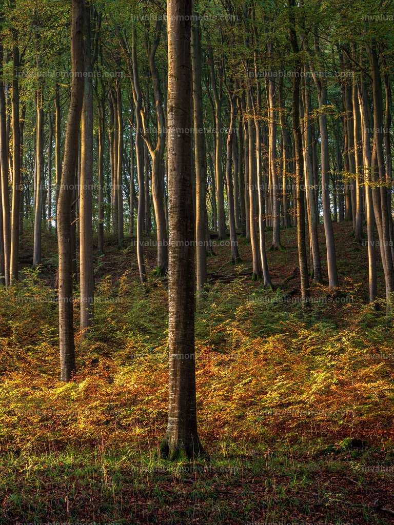 Rügen-19 | invaluablemoments.com - Realisiert mit Pictrs.com