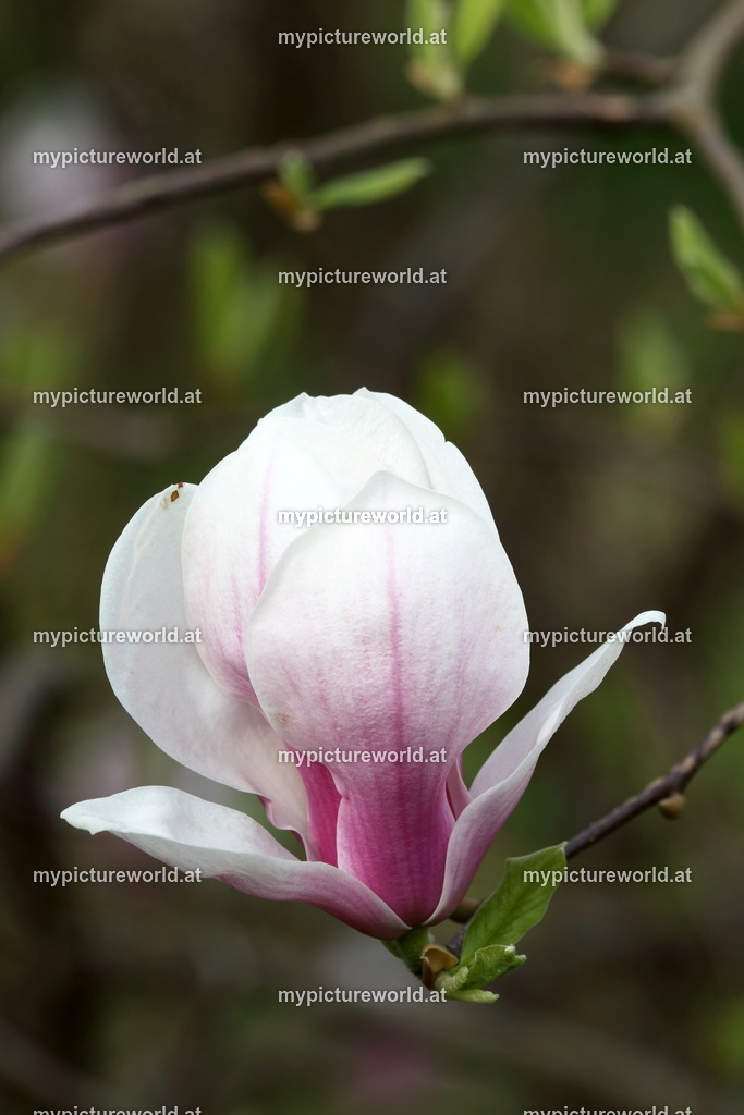 Tulpen-Magnolie-006 | Das Bilderarchiv über Tiere, Planzen und Landschaften. In der Bilddatenbank finden Sie ein große Auswahl an hochwertigen Bilder für Ihre Werbung - Realisiert mit Pictrs.com