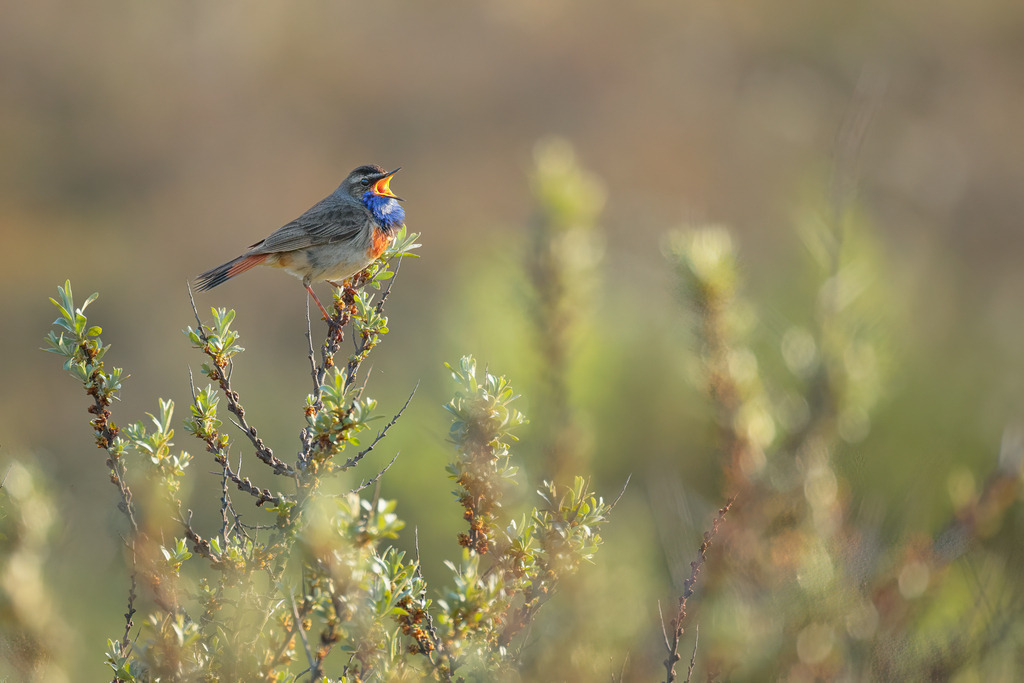 Wandbild - Morgengesang des Blaukehlchen: Ein faszinierender Moment in der Natur | Dieses Bild zeigt einen Blaukehlchen (Luscinia svecica), der hoch oben auf einem blühenden Strauch sitzt und seine charakteristische, lebhafte Melodie in die ruhige Morgenluft schmettert. Der Vogel ist in seiner vollen Pracht zu sehen, mit seinem leuchtend blauen Gefieder an der Brust und den zarten roten Akzenten an den Flanken. Die Sonnenstrahlen des frühen Morgens tauchen die Szene in ein warmes, goldenes Licht, das die lebendigen Farben des Vogels und der umliegenden Vegetation hervorhebt. Der Hintergrund verschwimmt sanft in verschiedenen Grüntönen, was den Fokus noch stärker auf den singenden Vogel lenkt. Diese Aufnahme fängt die Essenz eines friedlichen Morgens in der Natur ein, während der Blaukehlchen seine Präsenz mit seinem bezaubernden Gesang verkündet.