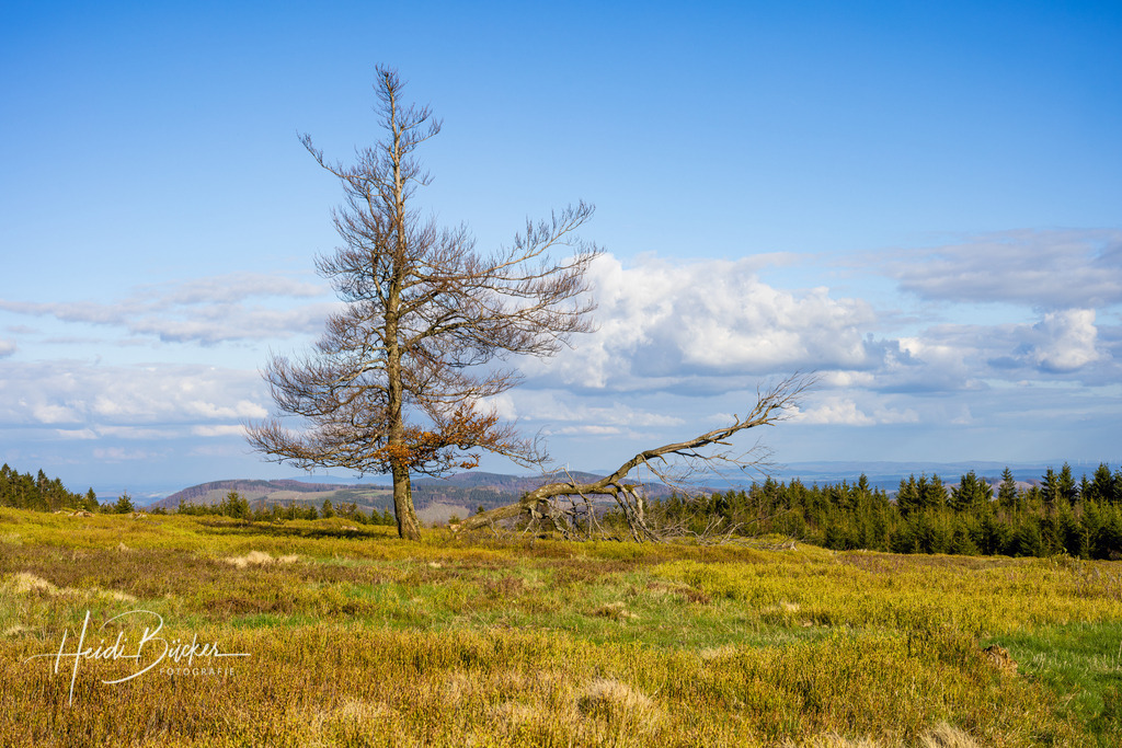 Baum in der Astenheide | Einzelner Baum in der Astenheide auf dem Kahlen Asten - Realisiert mit Pictrs.com