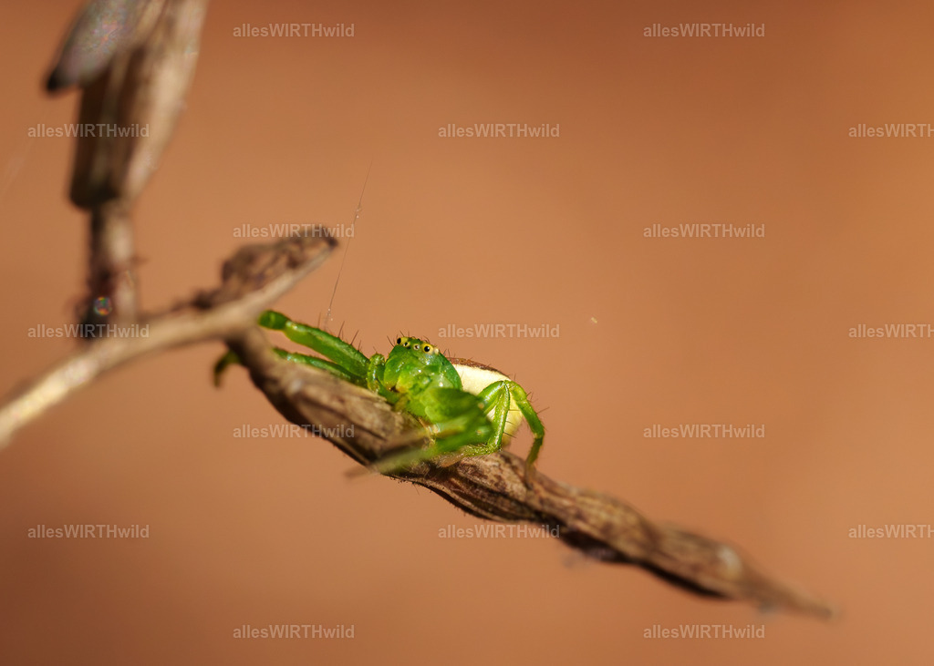 Die letzte Fliege war zu viiiiel | Entdecke die faszinierende Welt der Natur- und Wildlife-Fotografie von Daniel und Bärbel. Inspirierende Bilder von wilden Tieren und kleinen Naturwundern.