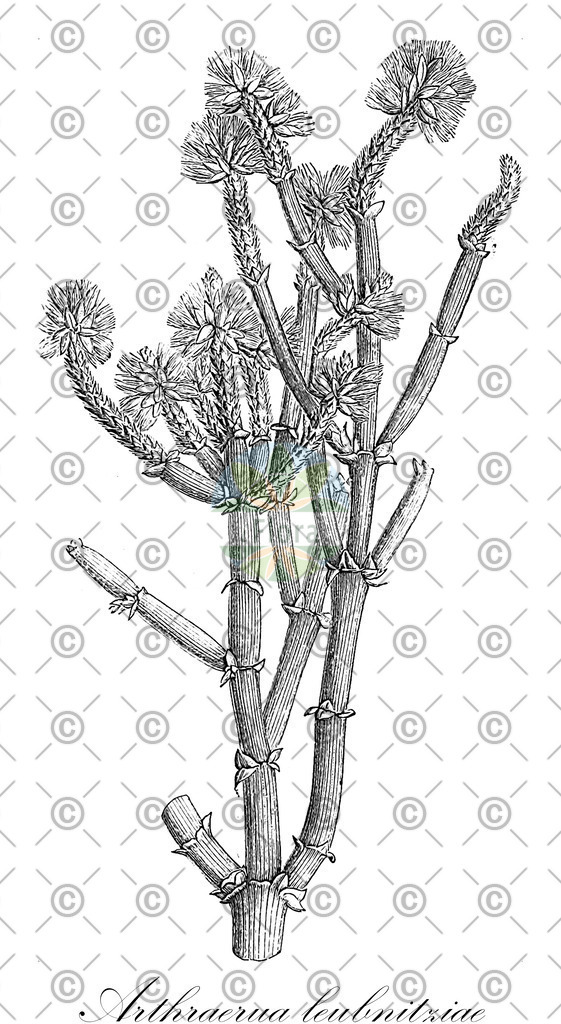 HistAbb_wfo-0000849805_1_ENZY_Simple | Historische Abbildung von Arthraerua leubnitziae - Amaranthaceae | Historical Illustration of Arthraerua leubnitziae - Amaranthaceae