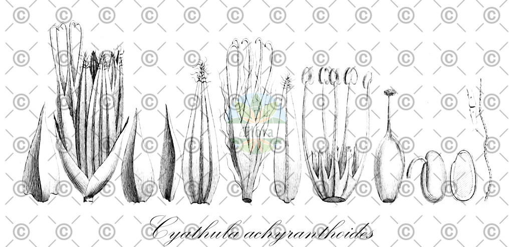 HistAbb_wfo-0000631464_1_ENZY_Simple | Historische Abbildung von Cyathula achyranthoides - Amaranthaceae | Historical Illustration of Cyathula achyranthoides - Amaranthaceae