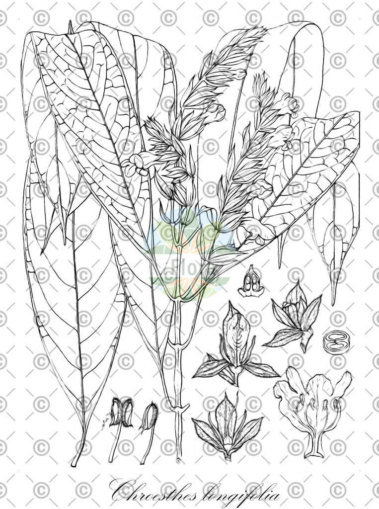 HistAbb_wfo-0000067484_1_ENZY_Simple | Historische Abbildung von Chroesthes longifolia - Acanthaceae | Historical Illustration of Chroesthes longifolia - Acanthaceae