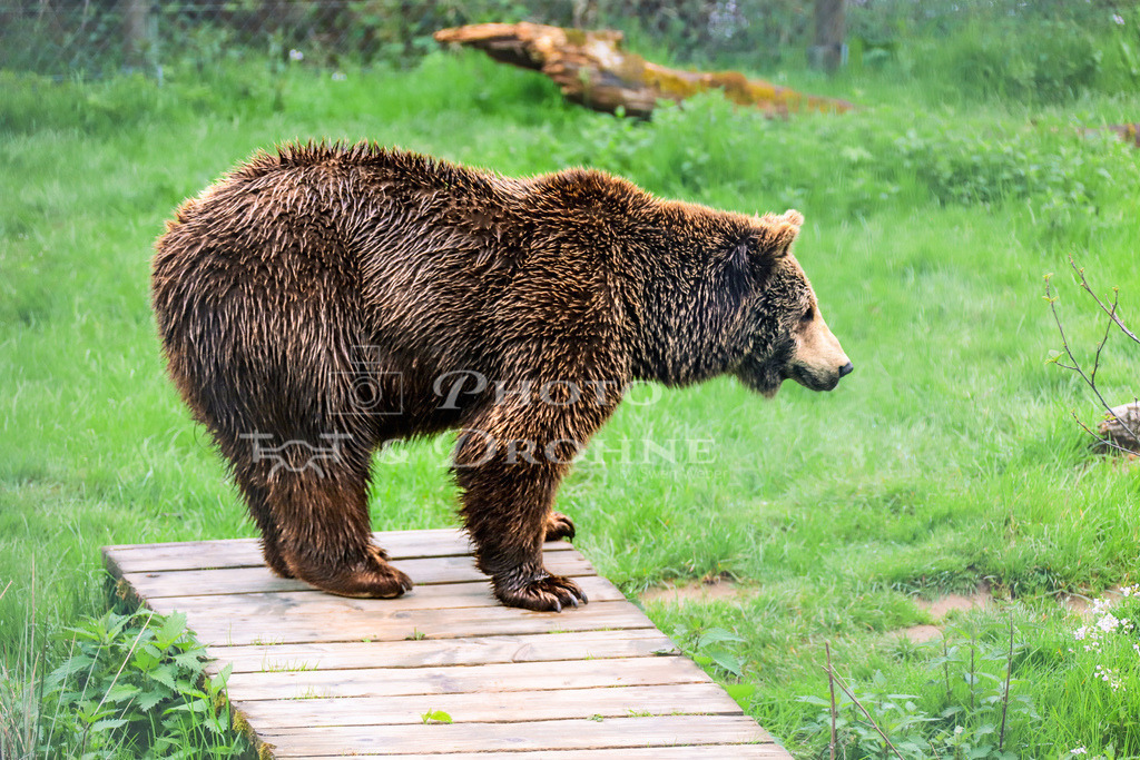 Europäischer Braunbär-2760 | Europäische Braunbären sind Allesfresser und ernähren sich von einer Vielzahl von Nahrungsmitteln, einschließlich Pflanzen, Beeren, Insekten, kleinen Säugetieren und Fischen. Sie sind bekannt dafür, dass sie in den Wintermonaten Winterschlaf halten, um Energie zu sparen. - Realisiert mit Pictrs.com
