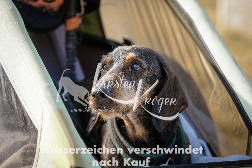 1122_ZZ93988 | kk-dogfotos