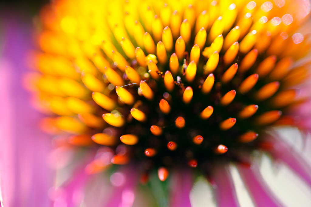 Sonnenhut | RohrAustria - September 08, 2012: Nahaufnahme Sonnenhut. - Realisiert mit Pictrs.com