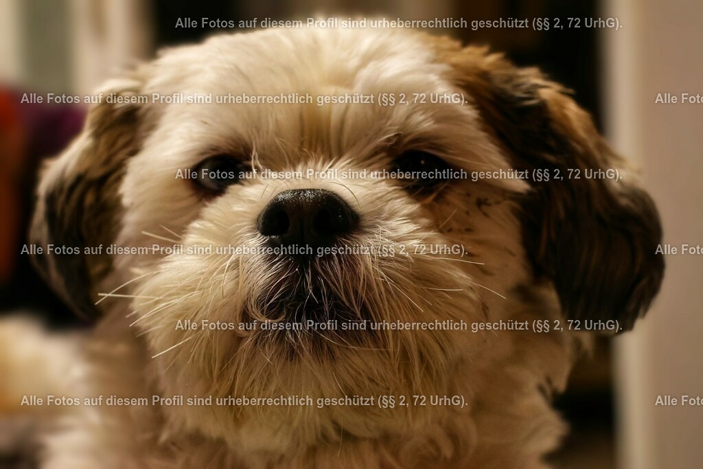 20240301190901_0C4A2114-01_2 | krollfotografie - Realisiert mit Pictrs.com