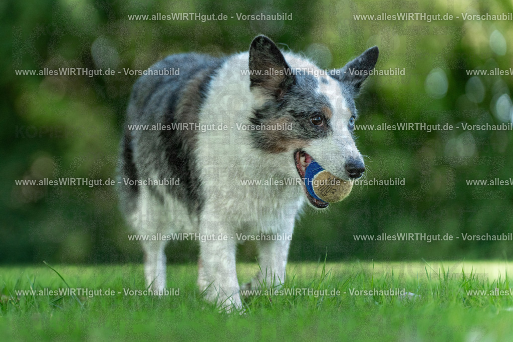 Hundeschwimmen_Volksbad_2026-allesWIRTHgut_Tierfotografie-2609061323-7R500731 | Professionelle Tierfotografie in Mönchengladbach von Daniel Wirth (allesWIRTHgut). Liebevolle & natürliche Bilder von Hunden & Katzen für unvergessliche Erinnerungen.