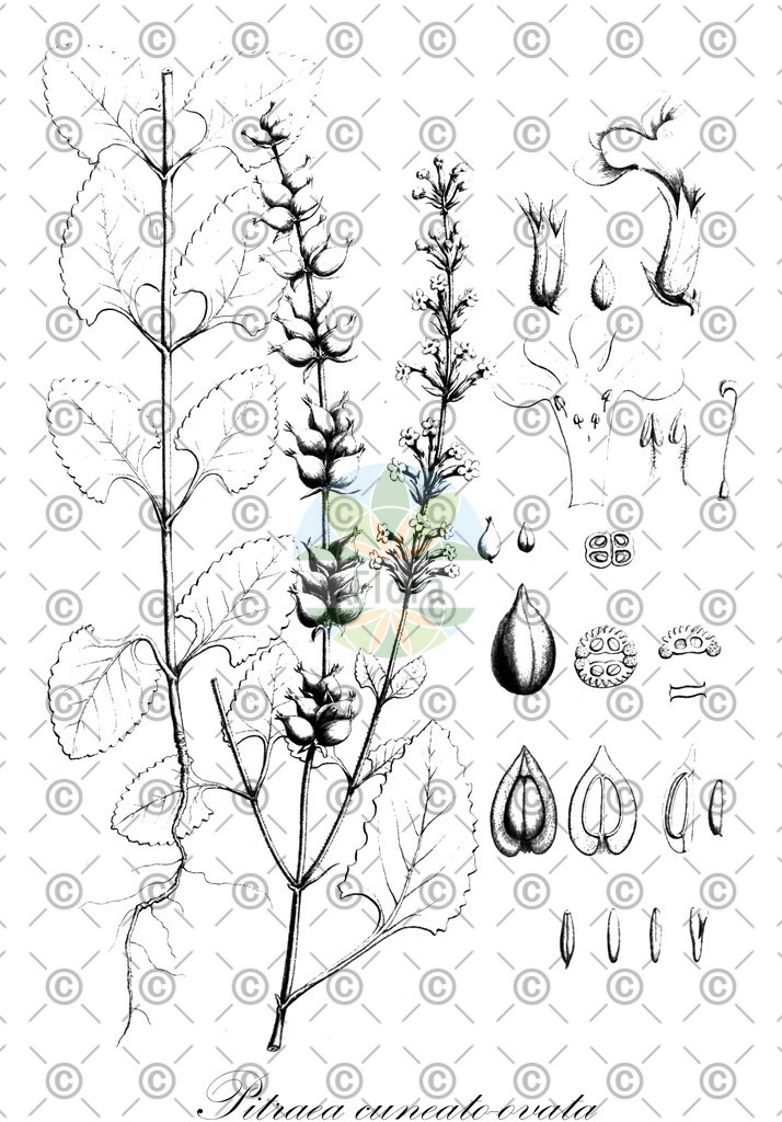 HistAbb_wfo-0000487387_1_ENZY_Simple | Historische Abbildung von Pitraea cuneato-ovata - Verbenaceae | Historical Illustration of Pitraea cuneato-ovata - Verbenaceae