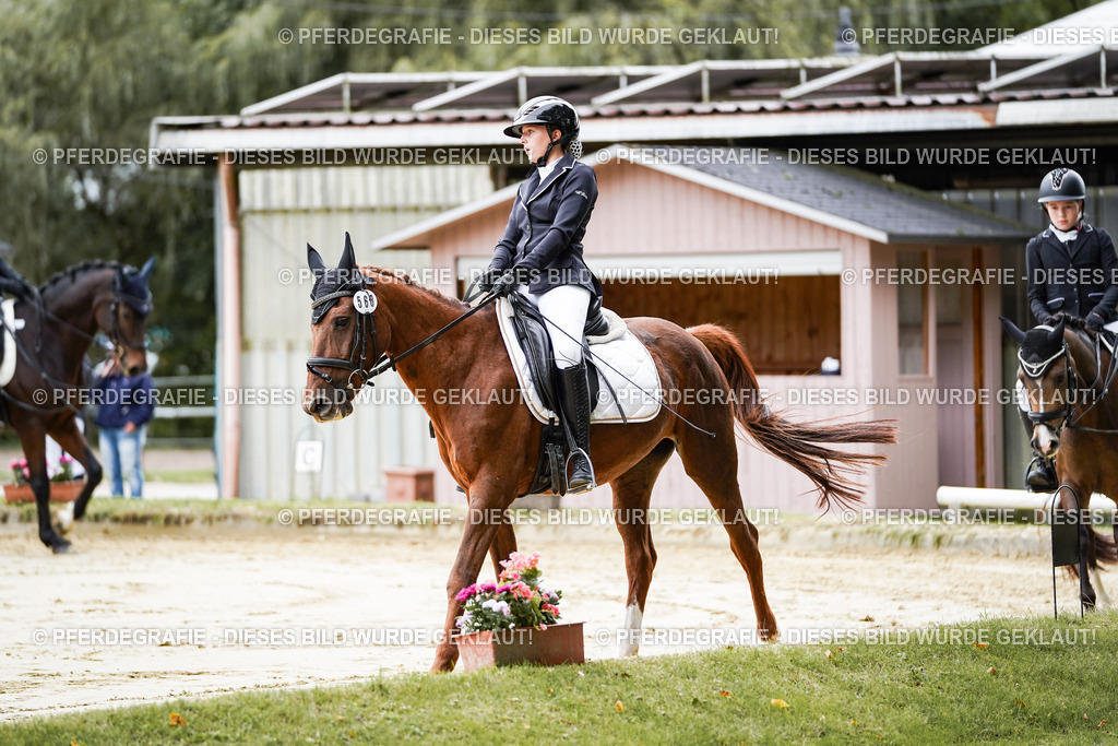 DSC04543 | Pferdegrafie