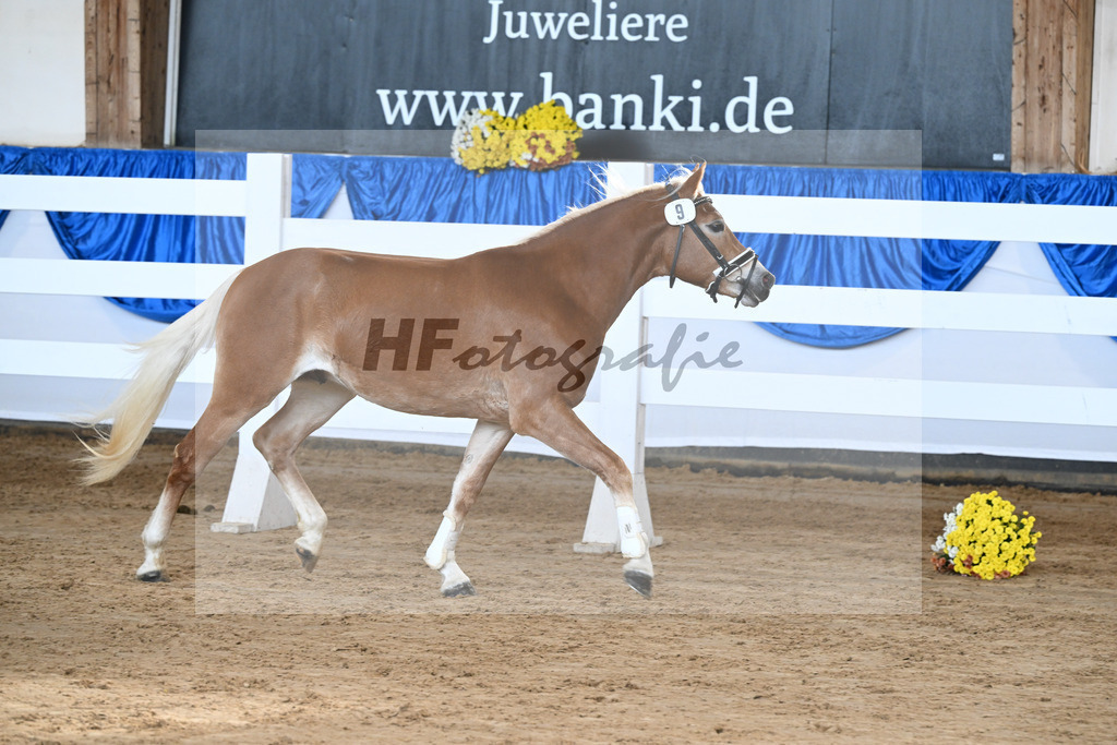 Kat-Nr. 9 nn v. Novastar_Heistinger_48250168 | hf-fotografie - Realisiert mit Pictrs.com