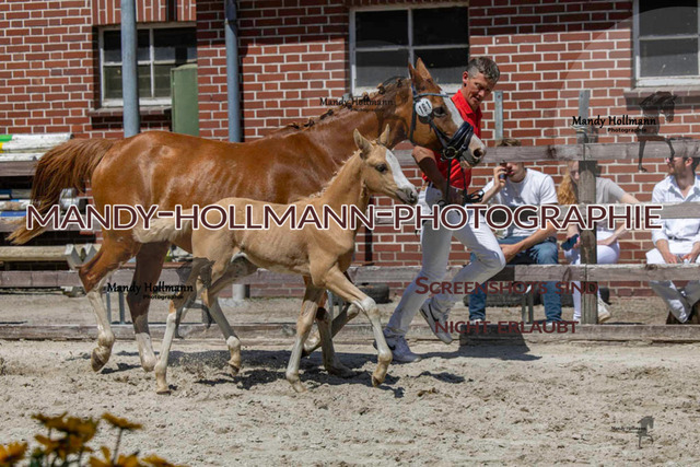 Badbergen DR-909 | mandyhollmannphotographie