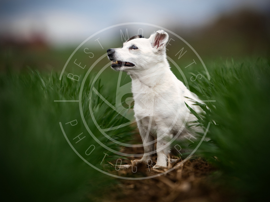 DSC_1424 | best-moments-photography - Realisiert mit Pictrs.com