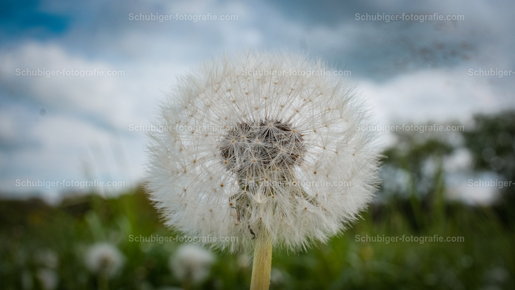 Löwenzahn | Löwenzahn (Taraxacum) ist eine Pflanzengattung innerhalb der Familie der Korbblütler. Ihre bekannteste Art ist der auch in Mitteleuropa sehr häufig vorkommende Gewöhnliche Löwenzahn, die „Pusteblume“, „Butter-“ oder „Kuhblume“. Wikipedia - Realisiert mit Pictrs.com