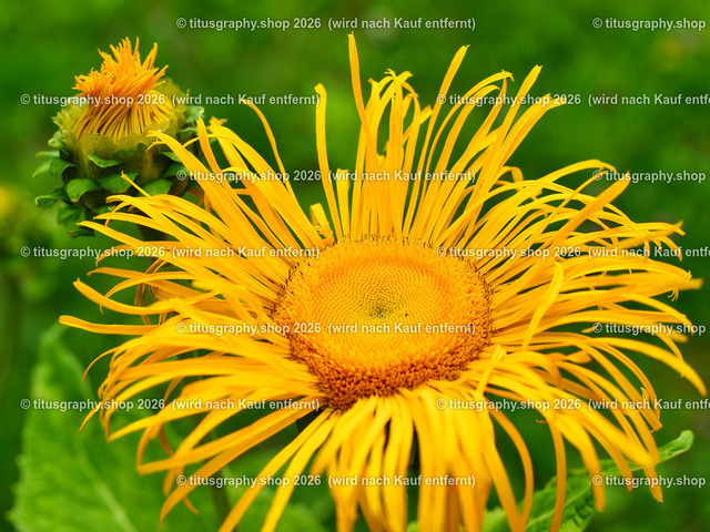 titusgraphy_P7193432-vz-ln | titusgraphy-shop: Geschenkideen mit Qualitätsfotos. titusgraphy-shop: gift ideas with quality photos. titusgraphy-shop: idées cadeaux avec photos de qualité.  - Realisiert mit Pictrs.com