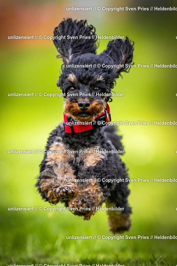 Sven Pries | 2025-04-13 - Hunderennen Baden-Baden - Realisiert mit Pictrs.com